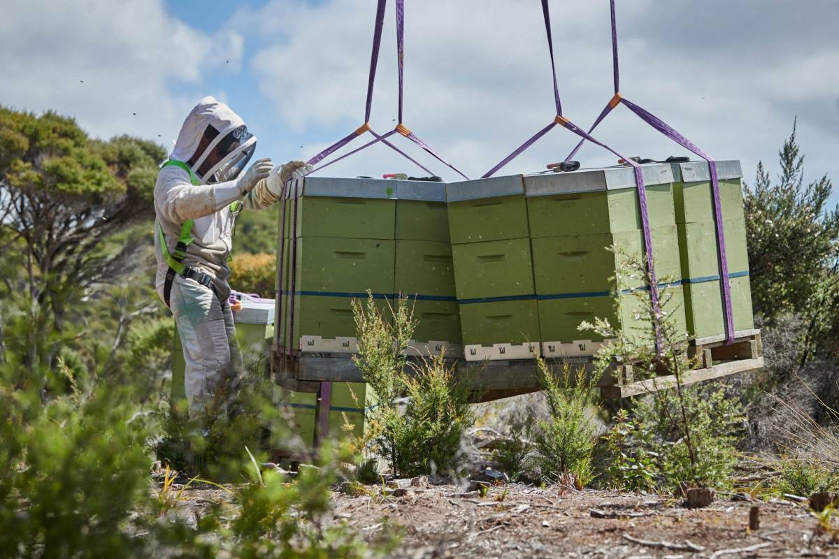 True Honey Co Hives