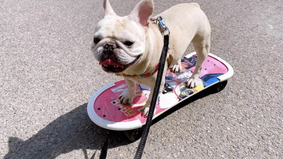 Pet gadget